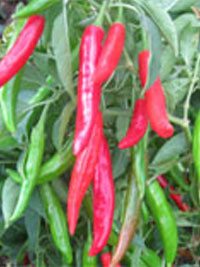 chilli